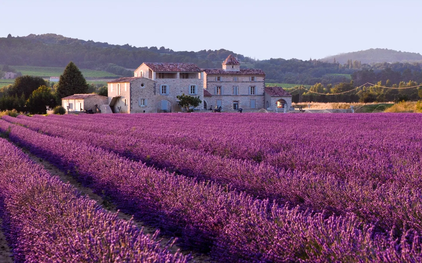 Champ de lavande en Provence